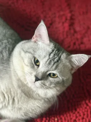 Scottish Silver Male Cat for Mating.Perfect Match for Your Queen