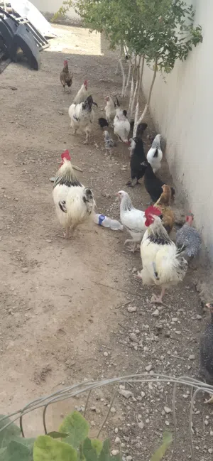 افراريج للبيع
