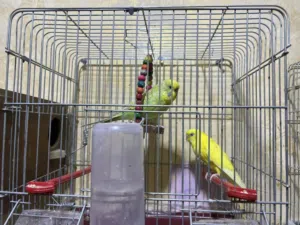 عصافير حب 8 عصافير مع قفاصهم للبيع