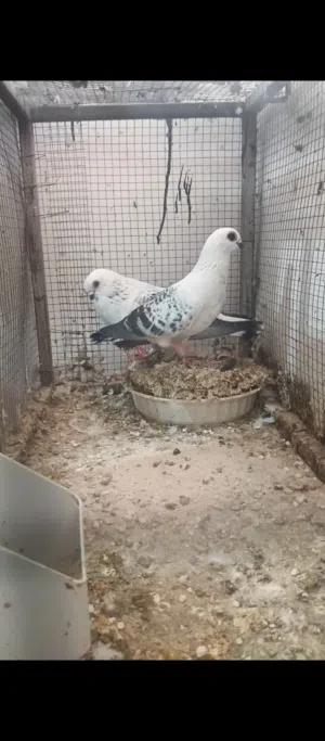 حمام كوم للبيع