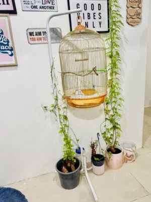 Birds cage golden & white height:5feet & 2inch very strong &in good conditionspacious