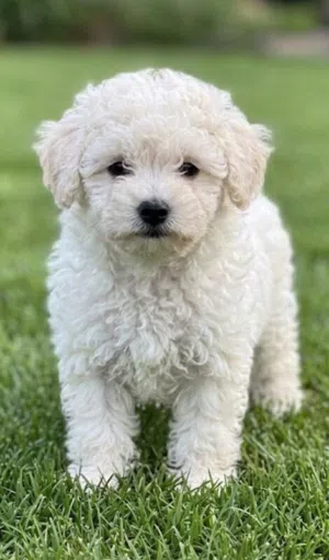 Healthy poodle available
