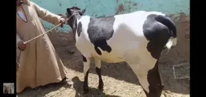 ماعز وعزب وخرفان تربيه بيتي