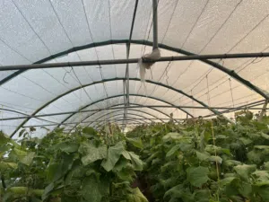 للبيع بيوت محمية (green house)