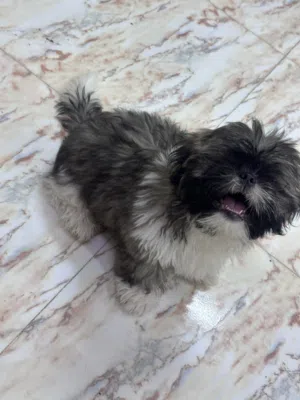 It’s a really nice family dog three months old