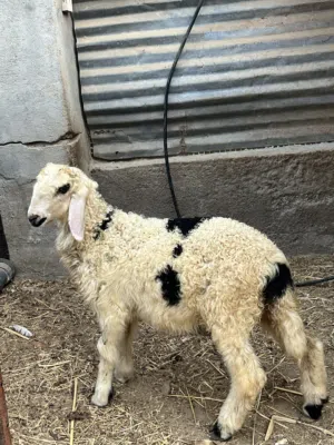 حملتين تووم وحمل نجدي
