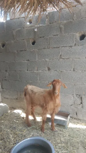 لبيع سخله ممتازه