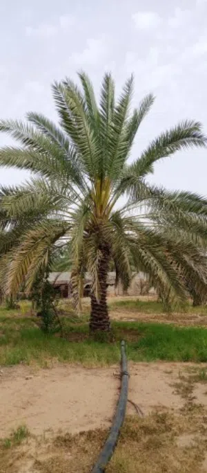 محمد عثمان 