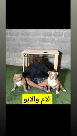 امريكان بولي amrican bully