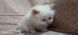 متوفر قطط صغار للبيع ذكر- انثى