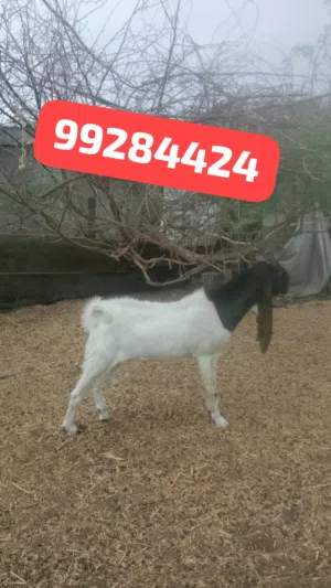 تيس الباكستانى  بيور كامورى فحل