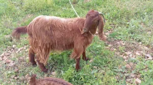 ساعورة عمرها سنه ولا اي بطن بحاله ممتازه