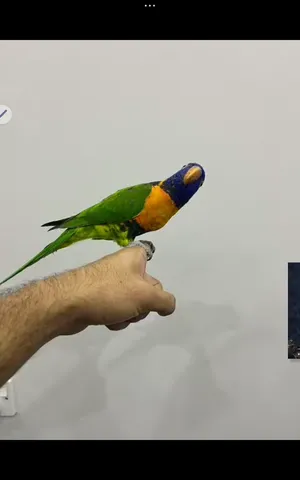 ‏ببغاء‏0