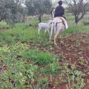 حماره نخب أول