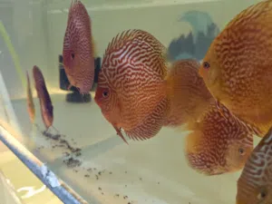 discus farm  مزرعة تربية أسماك الديسكس