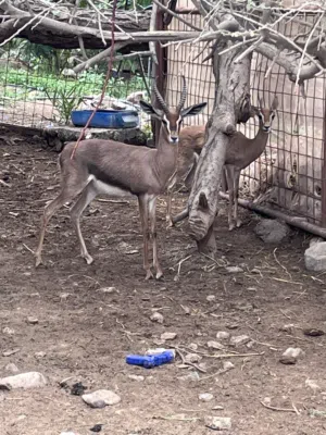 زوج غزال الديماني منتجات