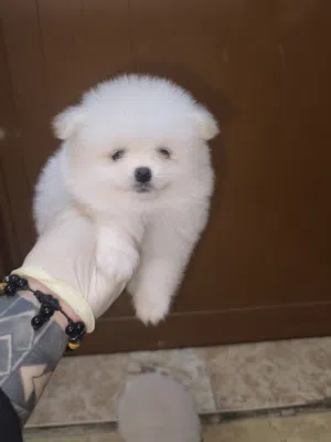 mini pomeranian (pure white)