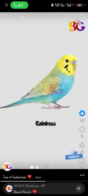 golden face green rainbow budgie pair full breeding mood 45 kd
