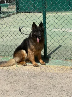 جراء جيرمن شولاين ووروك لاين للحجز مميزه جدا للجادّين وعشّاق القوة والتميّز.. جميع اللقاحات