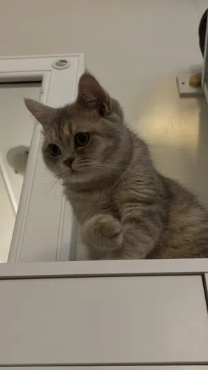 سكوتش ستريت جولد شيدد