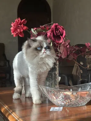 قط إكزوتك شورت هي للبيع