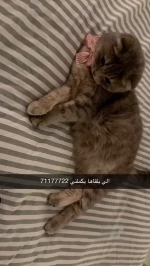 قطه ضايعه في ابو سدره