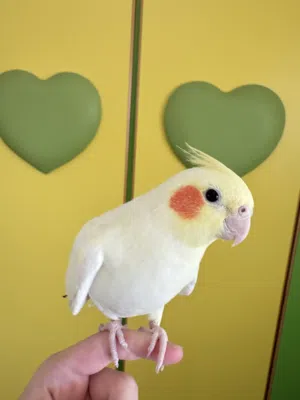 كوكتيل اليف ميه بالميه (اقرا الوصف)