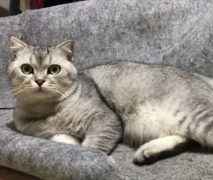 متوفر قط British Shorthair Silver Shaded    العمر: سنة و4 شهور لون سيلفر شيدد فاخر