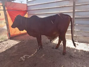 ثور للبيع مطعوم