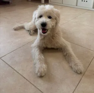 Maltipoo (7 months)