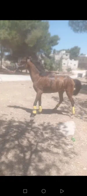 حصان للبيع الرمثا سعر حرق