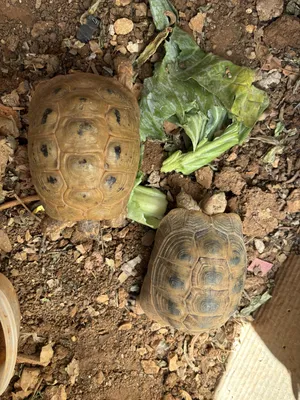 Turtles3