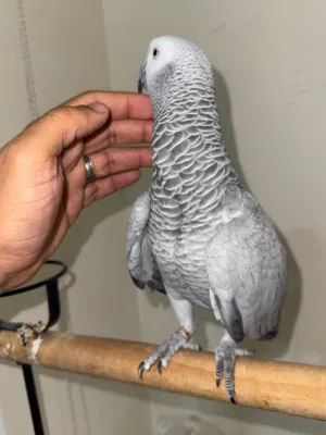 كاسكو للبيع أفريقي