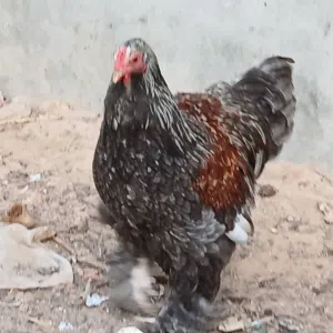 فروج. برهما. سلمون. بلو