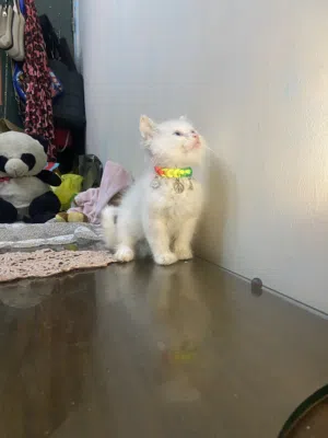 Baby kitten