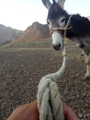 حمار للبيع