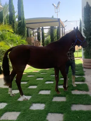 فرس ربي يبارك
