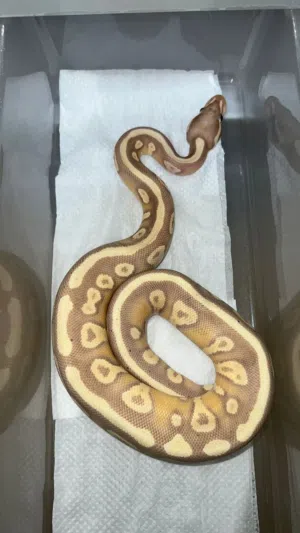 ball pythons