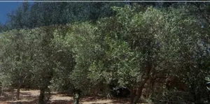 كراء مزرعة الأشجار الزيتون المثمرة