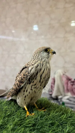 للبيع شرياص متعلم سوبر جامبو