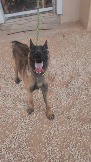 انتي مالينوا