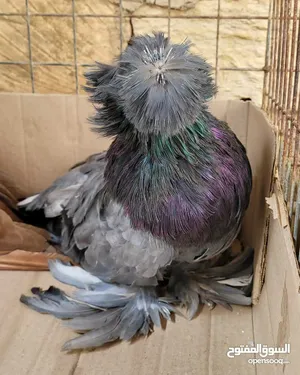 Pigeons1