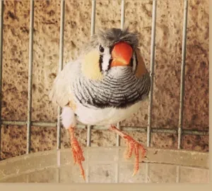 #ZebraFinches