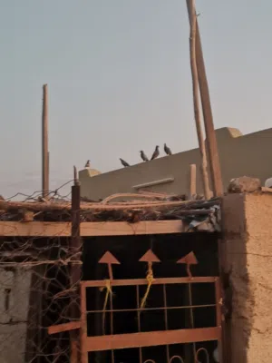 محمدسالم 