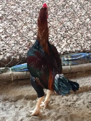 An foreigner breed fighter chicken.