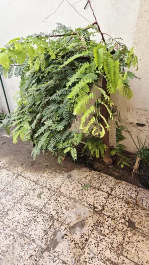 Adult Tamarind Tree ready to marcot
