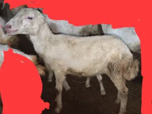 فريره عمرها 5شهور