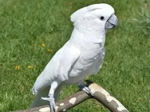 ادور كوكاتوو للتبني ف دبي