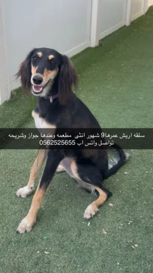 Saluki pure