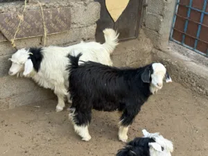 تيس هدود حار